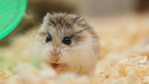 Thumbnail voor Michelle begroef bijna haar nog levende hamster: 'De bloemetjes waren al geplukt'