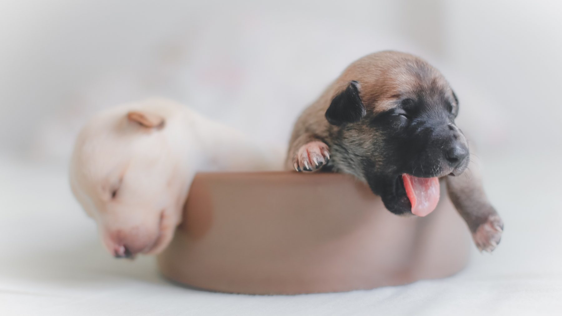 teacup