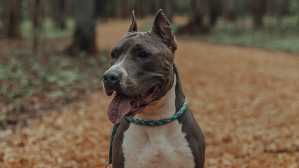 Belgisch meisje van acht overlijdt na aanval van American Stafford-hond