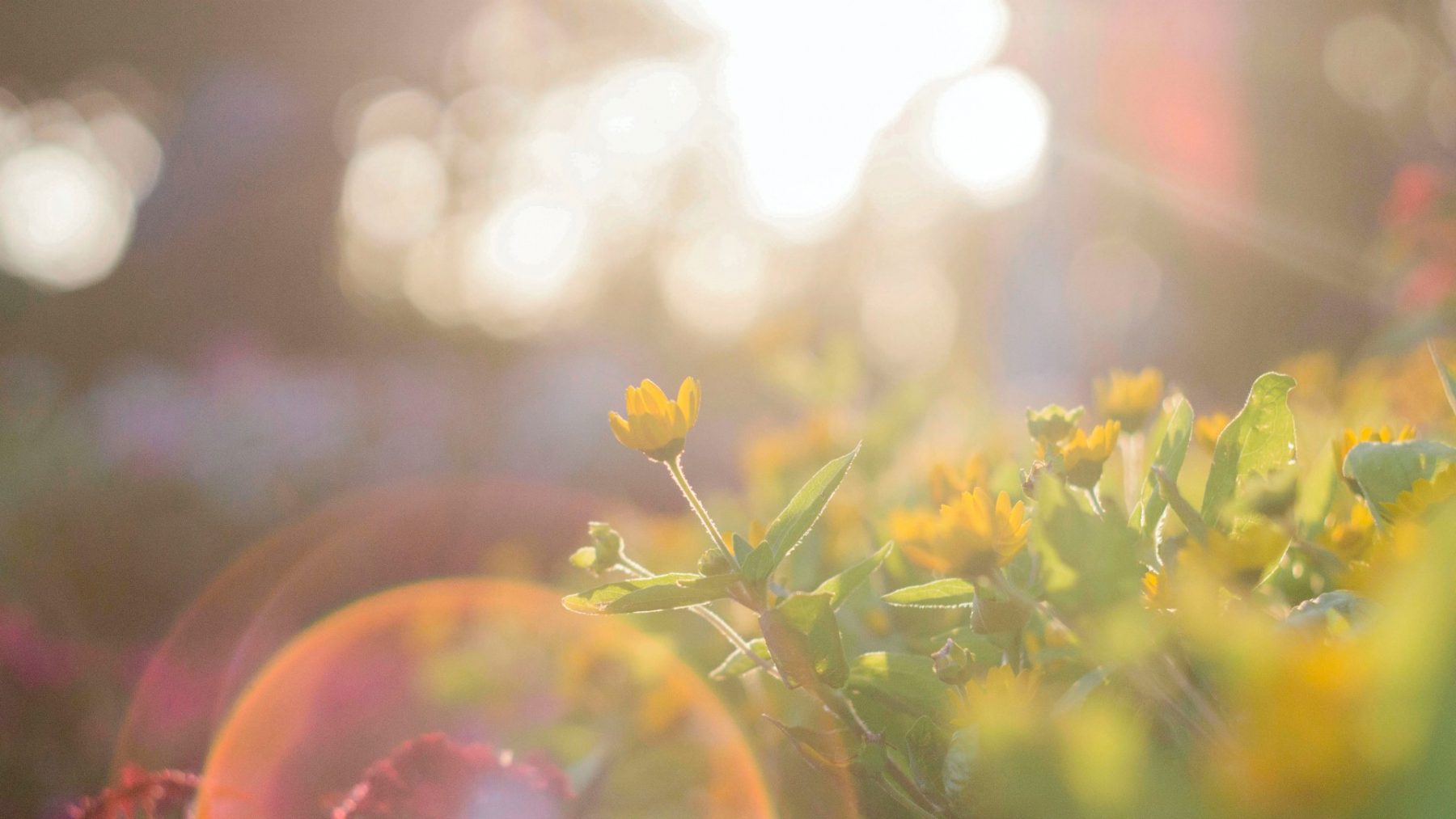 Houd de zonnebrandcrème in de aanslag: het weekend wordt het zomers, zonnig en warm