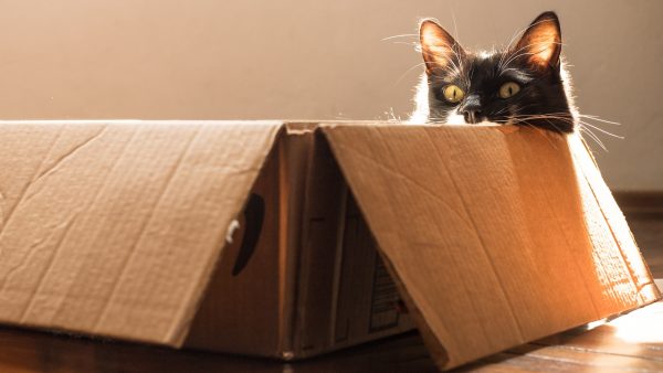 Nieuw onderzoek: katten parkeren hun derrière het liefst op/in een vierkant