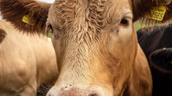 Brandweer redt Limburgse koe die 100 kilometer door de Maas werd meegevoerd