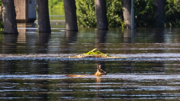 zwemmer-gennep-niers-limburg-