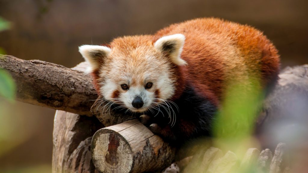 Rode panda's