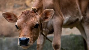 Thumbnail voor Animal Rights: 'Verbied Grana Padano-kaas, bron van ernstig dierenleed'