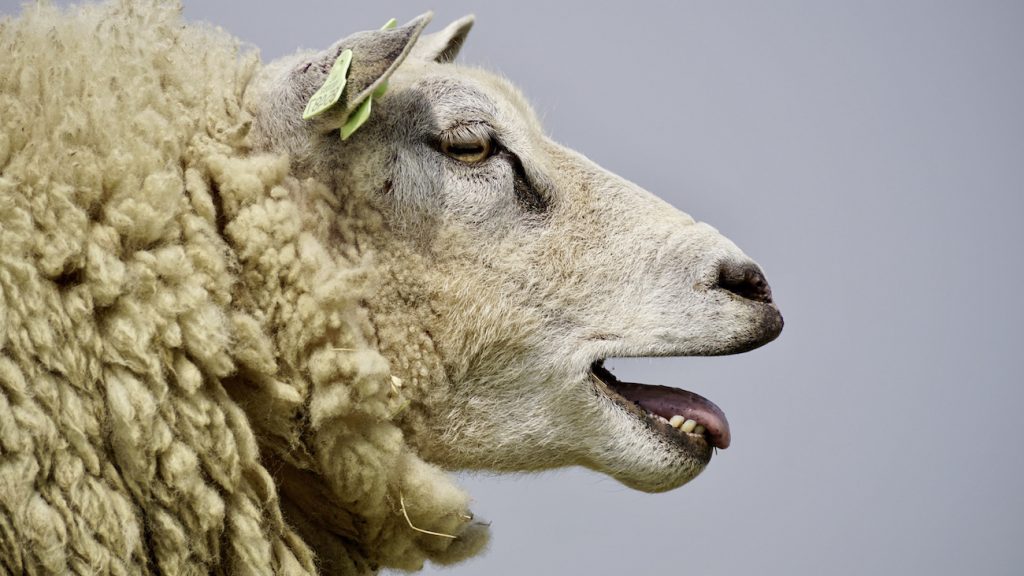 Politie houdt zes verdachten aan die illegaal schapen slachten voor Offerfeest