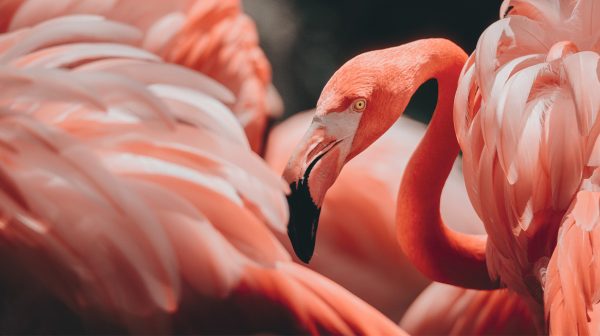 Flamingos