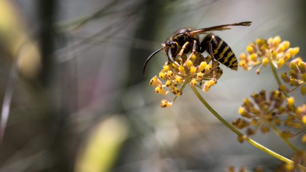 Gemeente Arnhem vind dat wespen voortaan diervriendelijk moeten worden bestreden