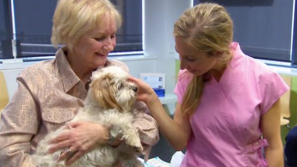 Hondje Andrew Dierenkliniek Down Under