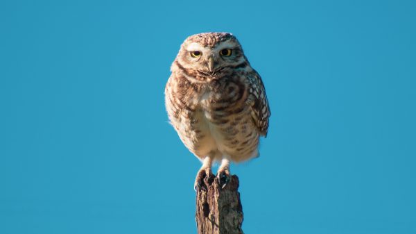 emotioneel-steundier