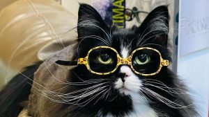 Thumbnail voor Bebrilde kat Truffles helpt kinderen met oogproblemen: 'Ze verandert levens'