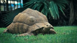 Thumbnail voor Reuzenschildpadden Hugo en Estrella hebben eerste date via FaceTime