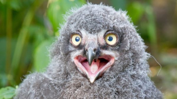 sneeuwuilskuiken uit ei gekropen dierenpark amersfoort