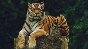 Thumbnail voor Bedreigde Sumatraanse tijgers herstellen in Jakarta van coronavirus