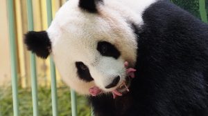 Thumbnail voor Twee knalroze reuzenpanda's geboren in Frankrijk: 'Ze zijn prachtig'