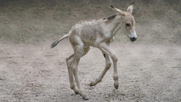 onagers