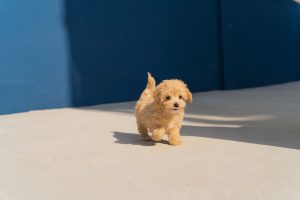 Thumbnail voor Dierenwelzijnsorganisatie opent meldpunt over puppyhandelaren