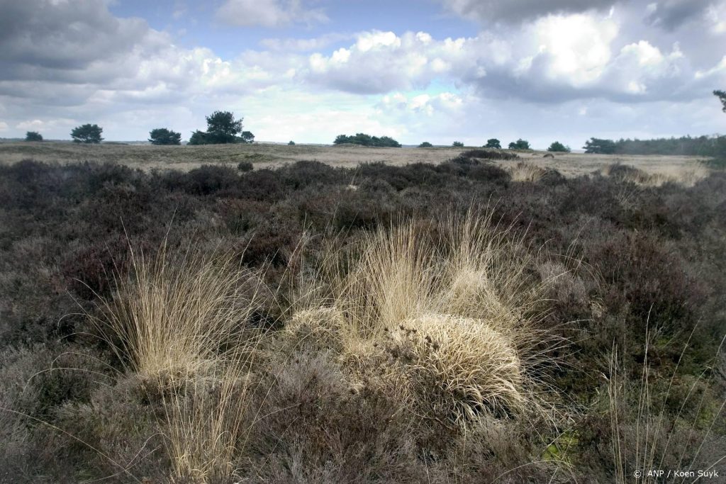 Wolf doodt moeflons gedood in Nationaal Park De Hoge Veluwe