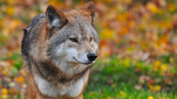 Wolf doodt moeflons gedood in Nationaal Park De Hoge Veluwe