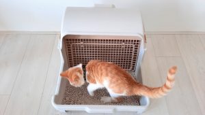 Thumbnail voor LINDA. test 'zelfreinigende' kattenbak: 'Moet ik die drollen nog aanraken ook'