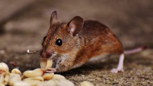 Thumbnail voor Voedselbank Leeuwarden moet bijna al het eten weggooien door muizen en ratten