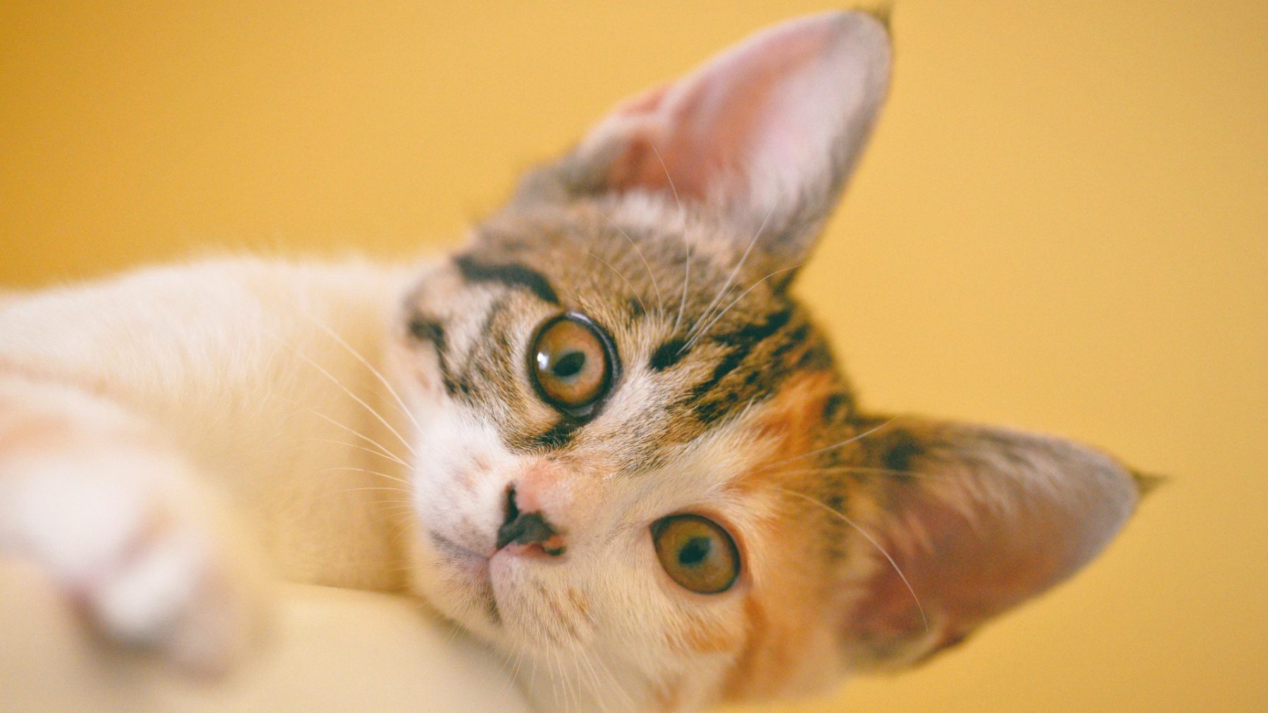 zeldzame kattenziekte