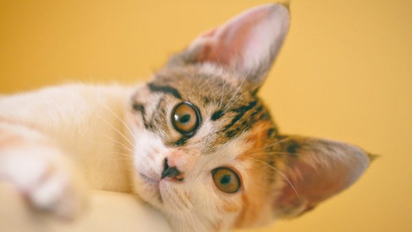 zeldzame kattenziekte