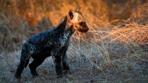 Thumbnail voor Beschuit met muisjes in Safaripark Beekse Bergen: twee hyena's geboren