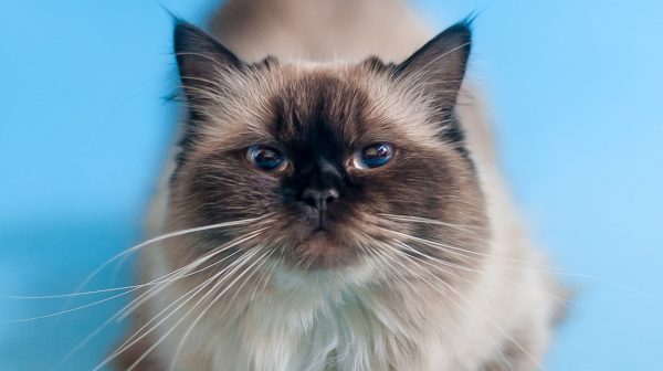 Het is Internationale Kattendag en daarom: 10 x de beste kattenfilmpjes