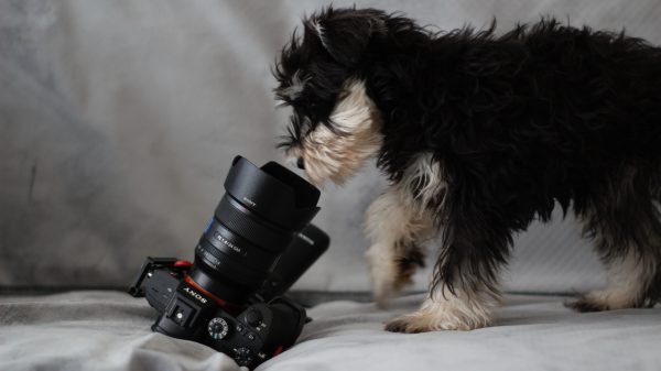 huisdieren van bn'ers eigen insta