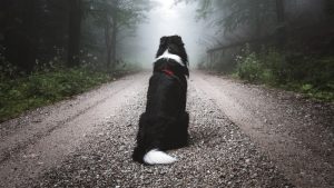 Thumbnail voor Vermiste hond Max dankzij Interpol opgespoord in Duitsland: 'Ongelooflijk'