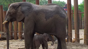 Thumbnail voor Olifantje geboren in Ouwehands Dierenpark: 'Eerste dertig minuten na geboorte spannend'