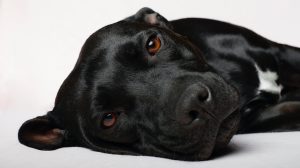 Thumbnail voor Hond wijkt niet van baasjes zijde na ernstig auto-ongeluk in Overijssel