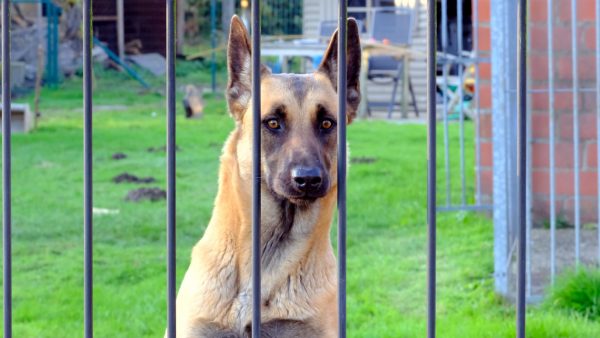 Hond achtergelaten Utrecht Unsplash