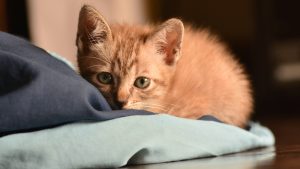 Thumbnail voor Blinde kitten Auggie gedumpt: 'Hoe kan zo'n katje nu buiten overleven?'