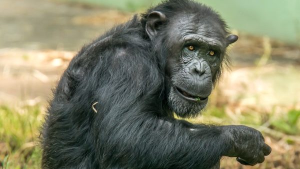 Vlaamse Adie mag chimpansee Antwerpse Zoo niet meer bezoeken