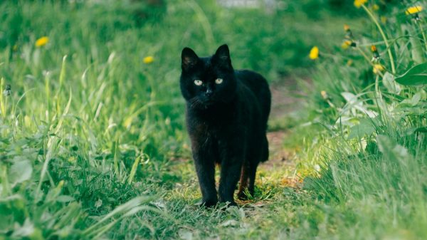 poes-pip-luchtbuks-beschieting-dertien-kogeltjes-in-kop