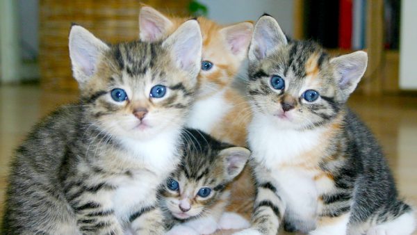 Gedumpte kittens