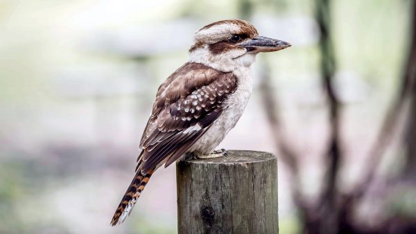 Concentratie Pelmel Maaltijd Deze Australische vrouw krijgt op haar balkon bezoek van (zeer) vrolijke  vogels - LINDA.nl