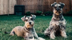 Thumbnail voor Dierentehuis vangt veertig honden op uit één huis: 'Leefomstandigheden waren niet al te best'