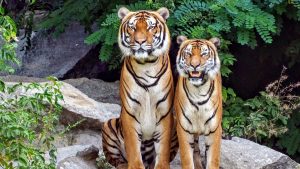 Thumbnail voor Drie bedreigde Sumatraanse tijgers dood aangetroffen in strikval in beschermd gebied