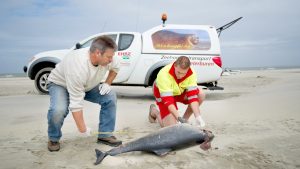 Thumbnail voor Tientallen dode bruinvissen aangespoeld op Waddeneilanden: 'Ongekend'