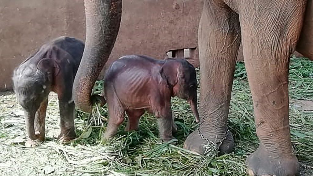 Olifantentweeling Zeldzaam babynieuws: olifantentweeling geboren op Sri Lanka
