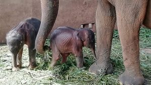 Thumbnail voor Zeldzaam babynieuws: olifantentweeling geboren op Sri Lanka