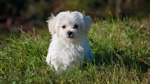 Gestolen hondje wordt zwart geverfd teruggevonden: 'De wereld is ziek'