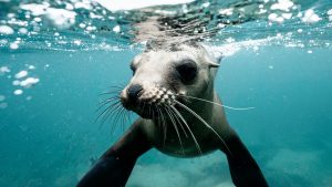 Thumbnail voor Zwemster spot zeehond in de Lek: 'Benader 'm niet, ze kunnen smerig bijten'