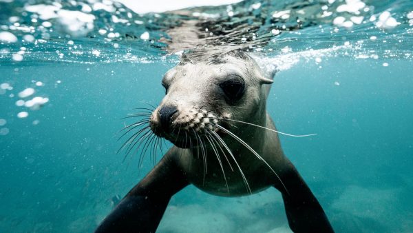 Zwemster spot zeehond in de Lek bij Lexmond: 'In de Lek is vis genoeg'