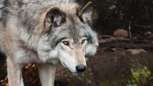 Een van de twee wolven die maandag ontsnapten in DierenPark Amersfoort is overleden