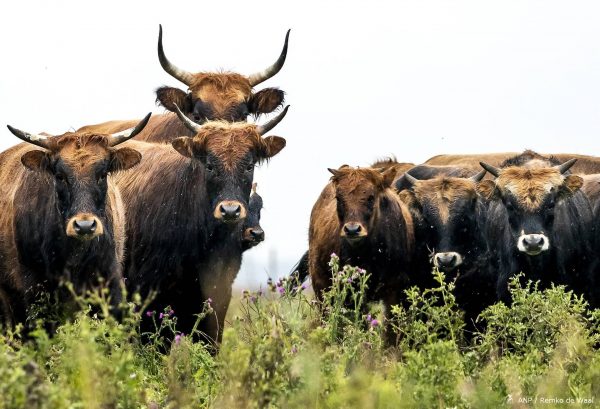 Oostvaardersplassen