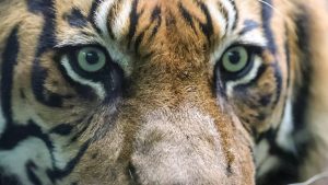Thumbnail voor Dierenverzorger uit Netflix-hit 'Tiger King' dood gevonden